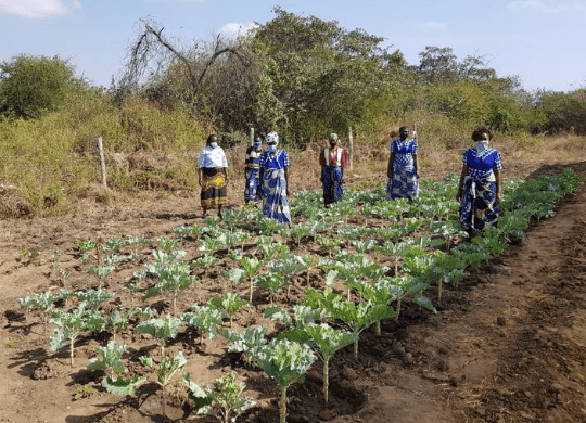 Many new photographs from Mutanu the pink garden